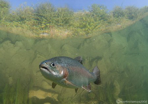 Rainbow trout.
D200 10.5mm. by Mark Thomas 